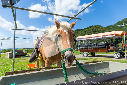 Image of Horse eating