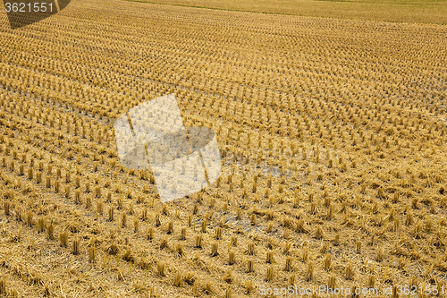 Image of Rice field after cultivation