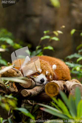 Image of Red Panda resting