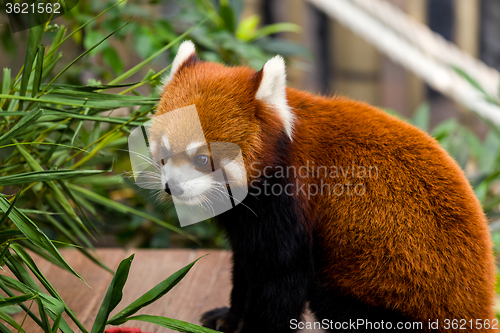 Image of Red Panda look at the bamboo leave