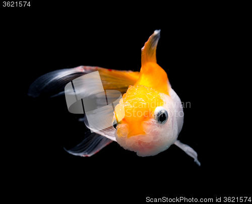 Image of Goldfish isolated on black background