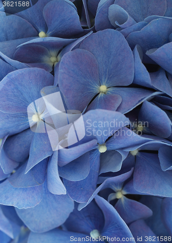 Image of Hydrangea