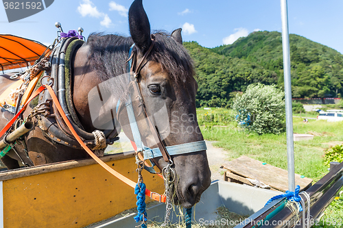 Image of Horse eating dry grass