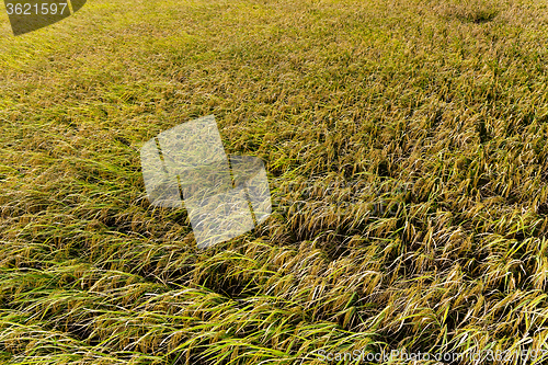 Image of Autumn rice field