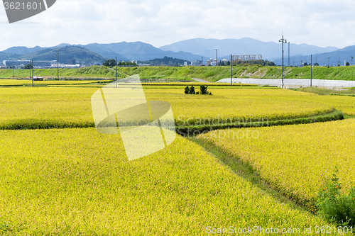 Image of Green field and sky 