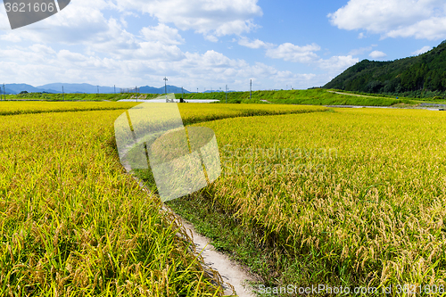 Image of Rice field