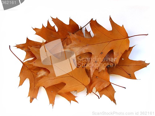 Image of Fall oak leaves on white background