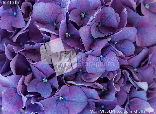 Image of Hydrangea flower 