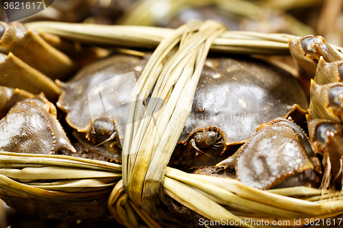 Image of Chinese Hairy Crab