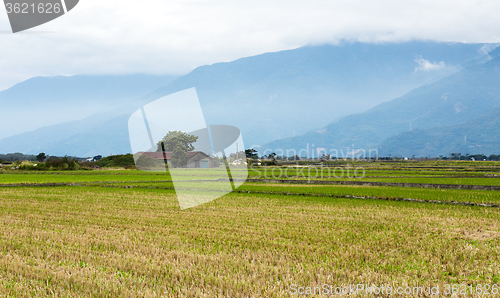 Image of Paddy Rice field after cultivation