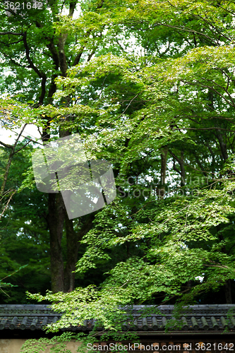 Image of Tree over the japanese roof tile