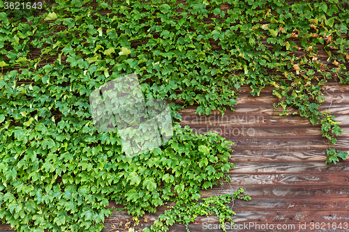 Image of Old wooden wall with green creeper plants