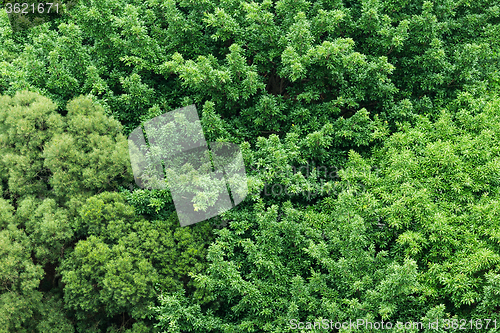 Image of Big tree fromm top view