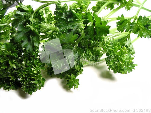 Image of Fresh parsley on white background 2