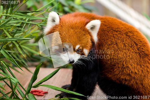 Image of Red Panda