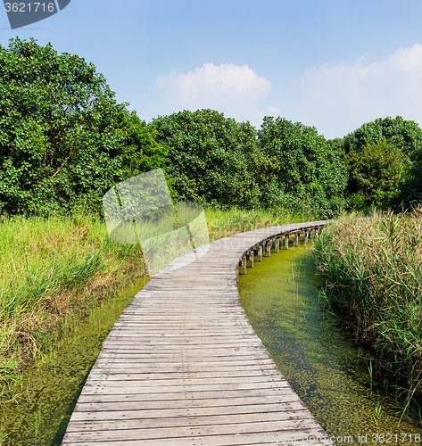 Image of Wooden walkway in forest