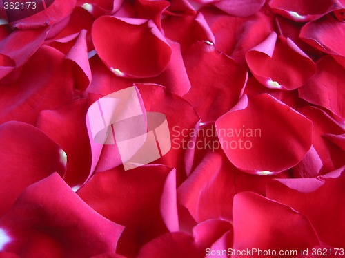 Image of Red rose petals background