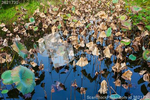 Image of Dead lotus pond 