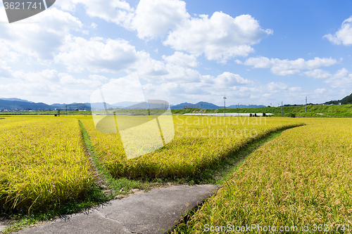 Image of Walking path between the paddy rice meadow