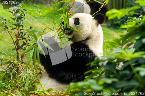 Image of Hungry panda bear eating bamboo
