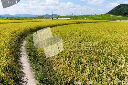 Image of Walking path though the paddy rice