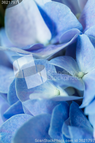 Image of Beautiful blue flower Hydrangea
