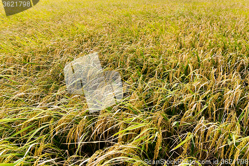 Image of Rice field