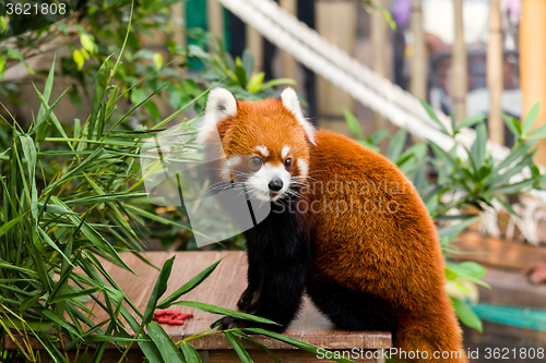 Image of Red panda bear