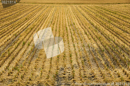 Image of Dead of paddy rice field