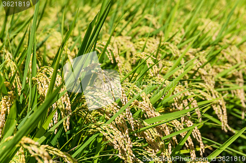 Image of Paddy rice meadow