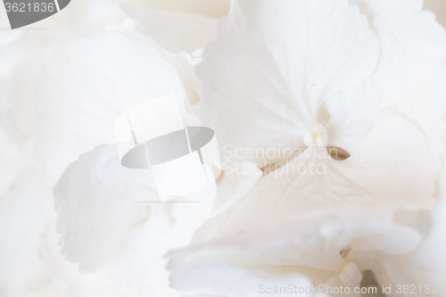 Image of White Hydrangea
