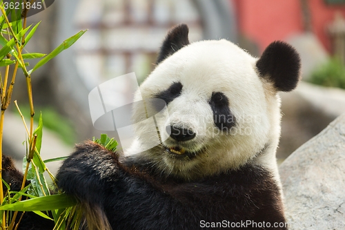 Image of Hungry giant panda bear eating bamboo