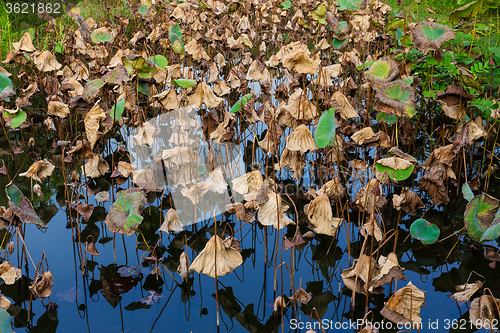 Image of Dead lotus leaves in pond
