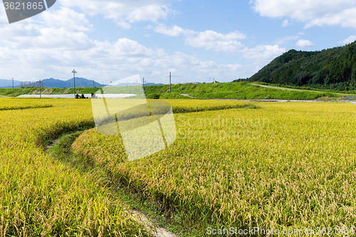 Image of Walkway into green rice field