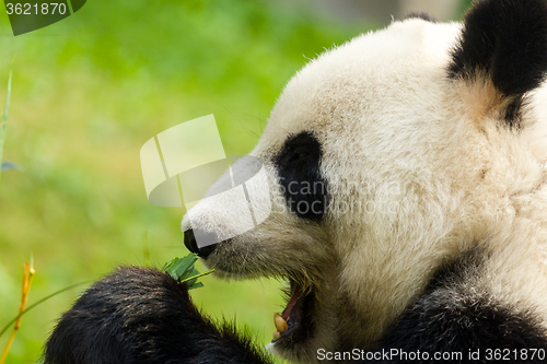 Image of Panda eating bamboo