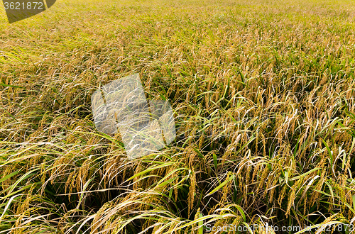 Image of Paddy rice field