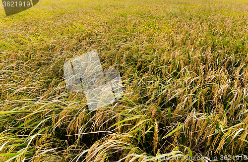 Image of Rice field