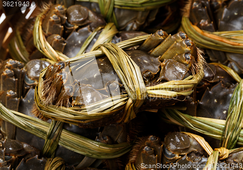 Image of Hairy crabs