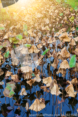 Image of Wilt lotus in water pond 