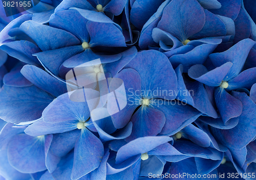 Image of Blue Hydrangea macrophylla flower