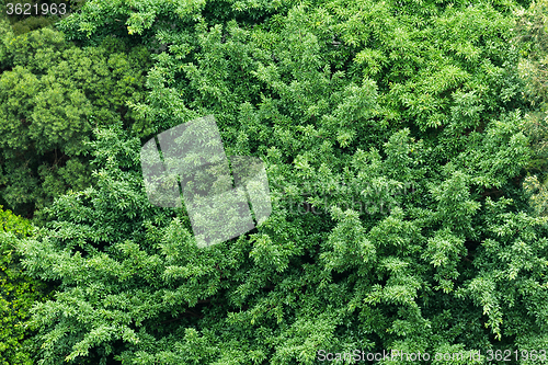 Image of Green plant from top view