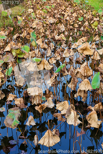 Image of Lotus leaves in pond 