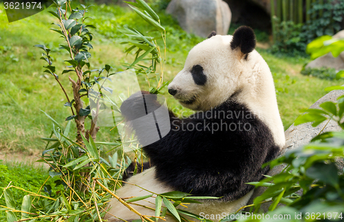 Image of Hungry giant panda bear eating bamboo 