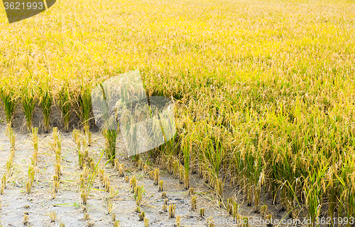 Image of The paddy fields in the autumn 