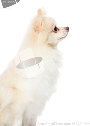 Image of Side profile of pomeranian dog