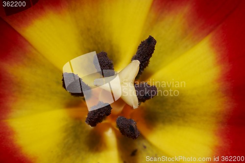 Image of the tulips heart