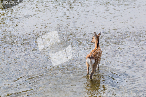 Image of The back of the deer in the lake