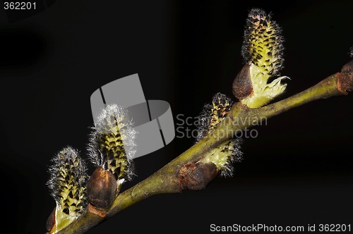 Image of flowering willow