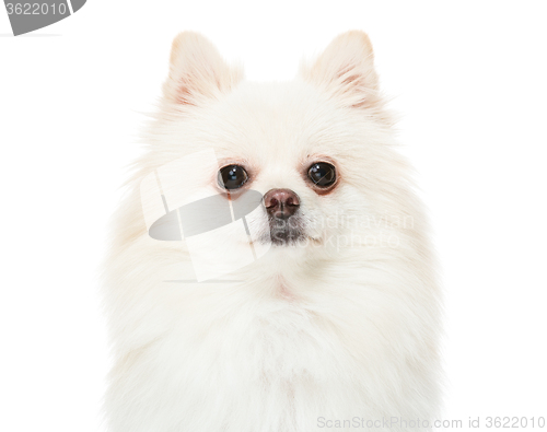 Image of Pomeranian puppy dog