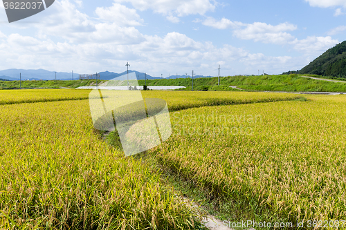 Image of Walking path in Rce field